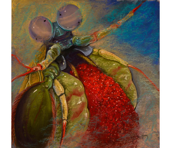 Judith Smith- "Sulawesi Sirens: Peacock Mantis Shrimp Guarding Egg Clutch"